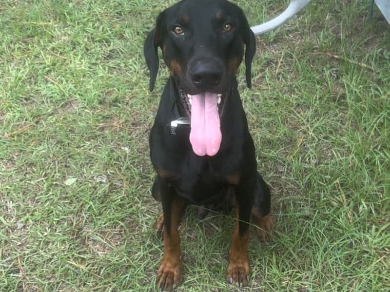 Rico primary photo