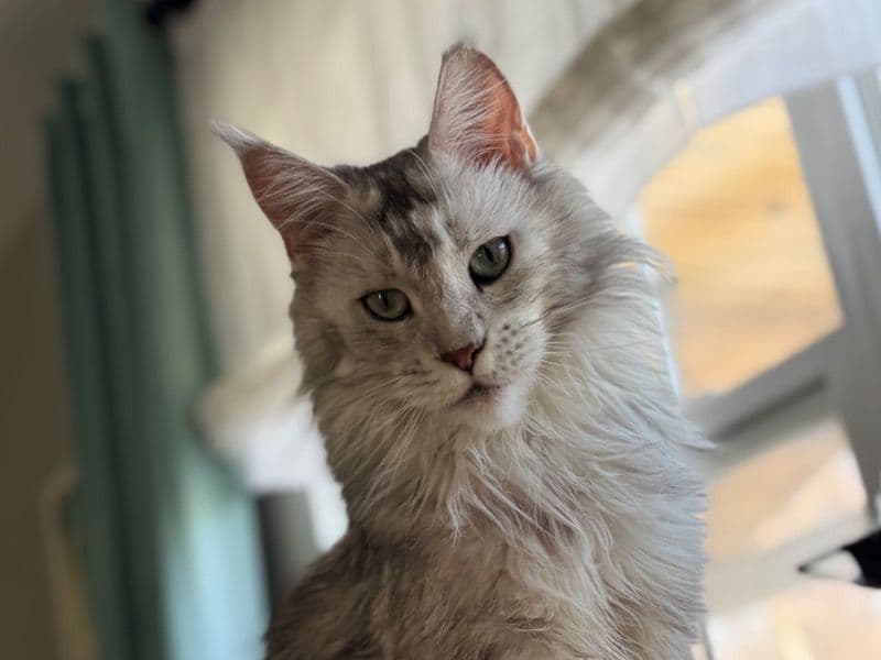 Maine Coon 2 years 7 months old female named Maggie for breeding | Petmeetly