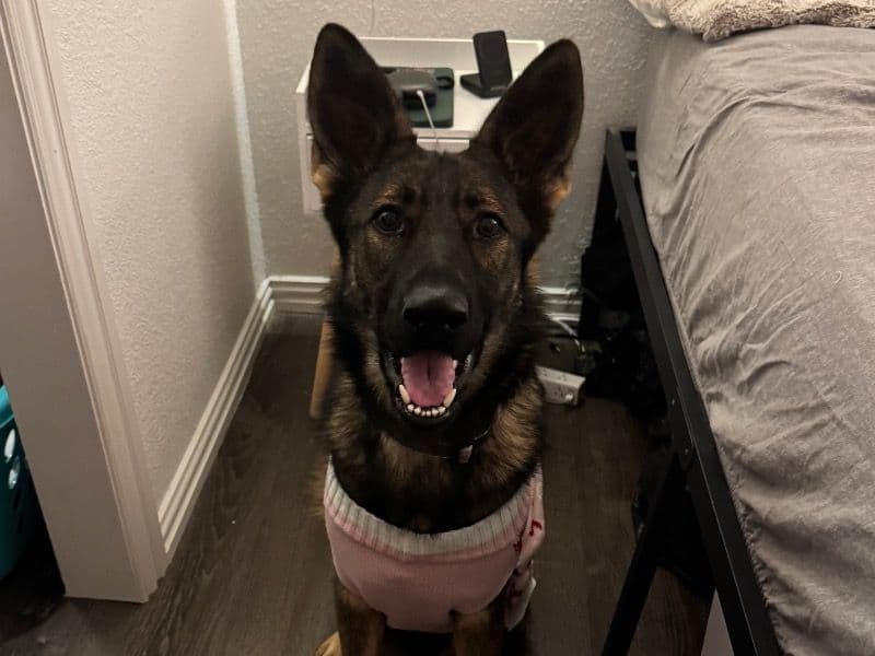 German Shepherd 2 years 2 months old female medium named Nalu for adoption in Dallas County, Texas | Petmeetly