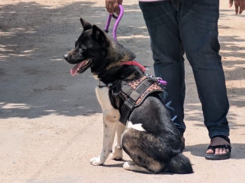 Akita primary photo