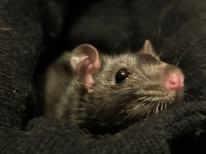 Common Rat 2 months old male named Loki for adoption in Madrid, Comunidad de Madrid | Petmeetly