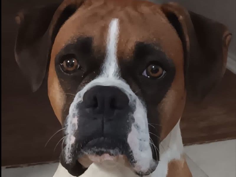 Boxer 3 years 4 months old female large named Lucy for breeding in Collin County, Texas | Petmeetly