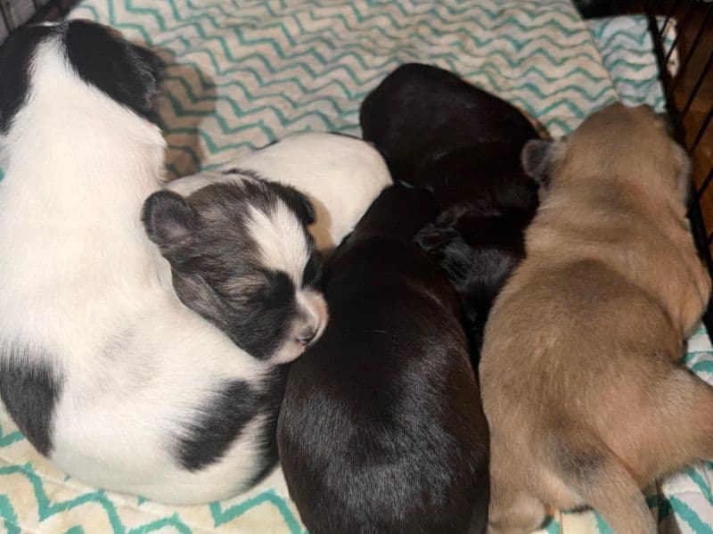 Bichon Frise Less than 1 month old male small named Litter Of Puppies 5 Boy (priced $1000 For Each) for sale in Hudson County, New Jersey | Petmeetly