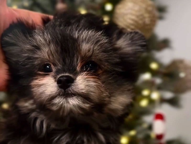 Maltipoo 4 months old female small named Mini for sale in Riverside County, California | Petmeetly