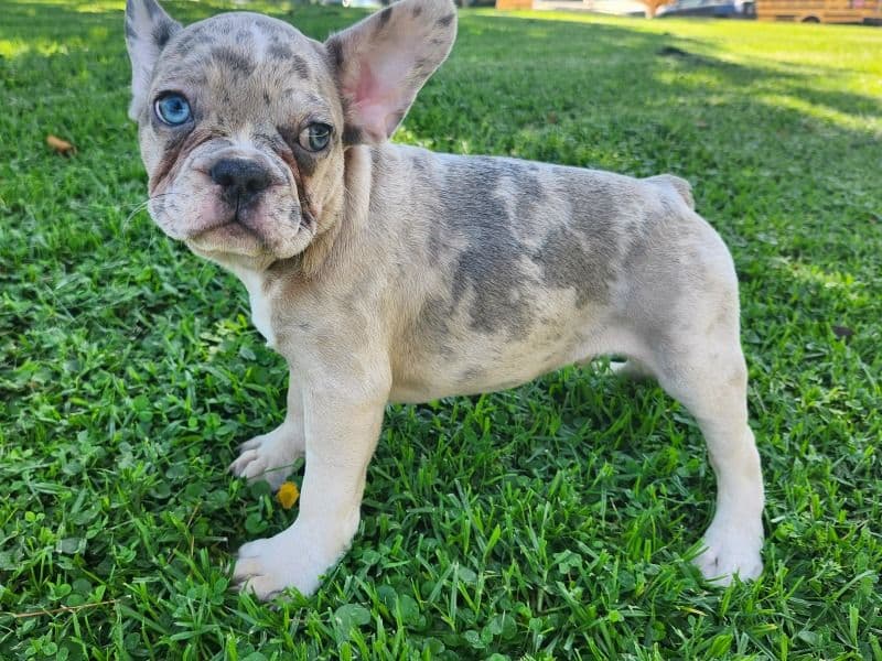 Leo primary photo
