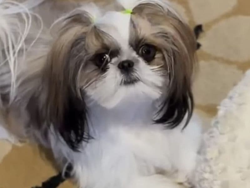 Shih Tzu 3 months old female small named Daisy for adoption | Petmeetly