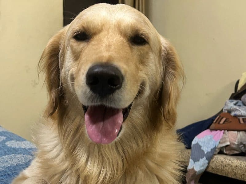 Golden Retriever 3 years 7 months old male large named Simba for breeding in Delhi Division, Delhi | Petmeetly