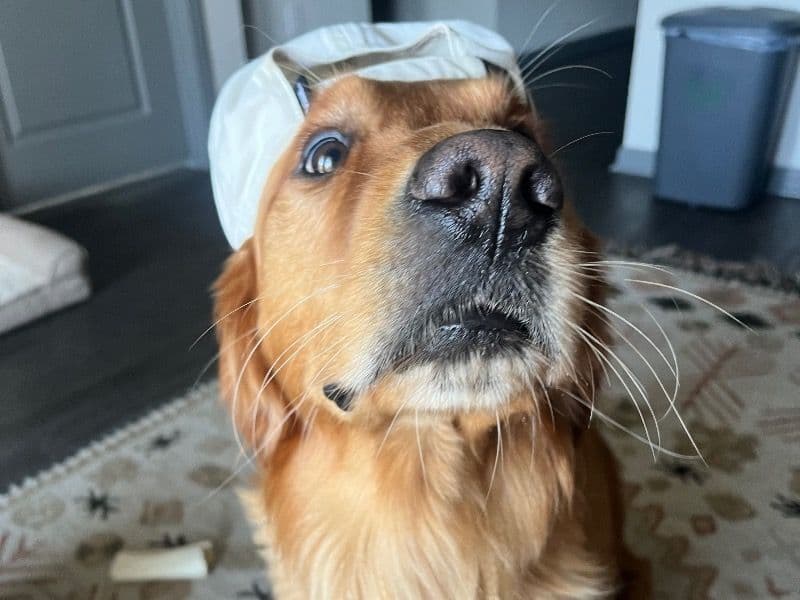 Golden Retriever 2 years 7 months old male large named Fitz for breeding in Charleston County, South Carolina | Petmeetly