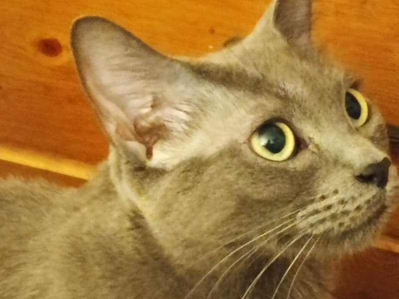 Russian Blue 2 years old female named Luna for breeding in South Central Connecticut Planning Region, Connecticut | Petmeetly