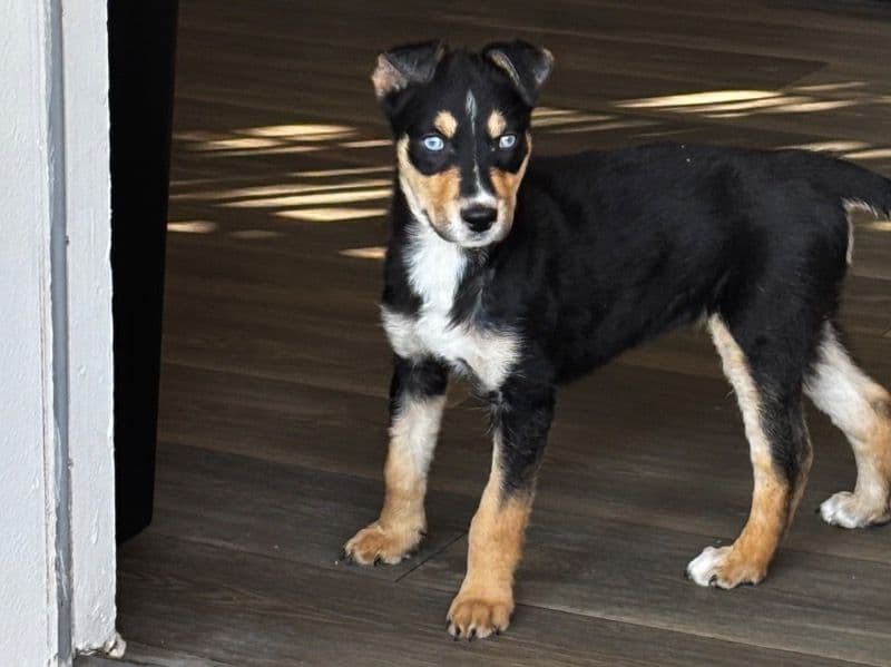 Rottweiler 2 months old female medium named Amor for sale in Orange County, Florida | Petmeetly