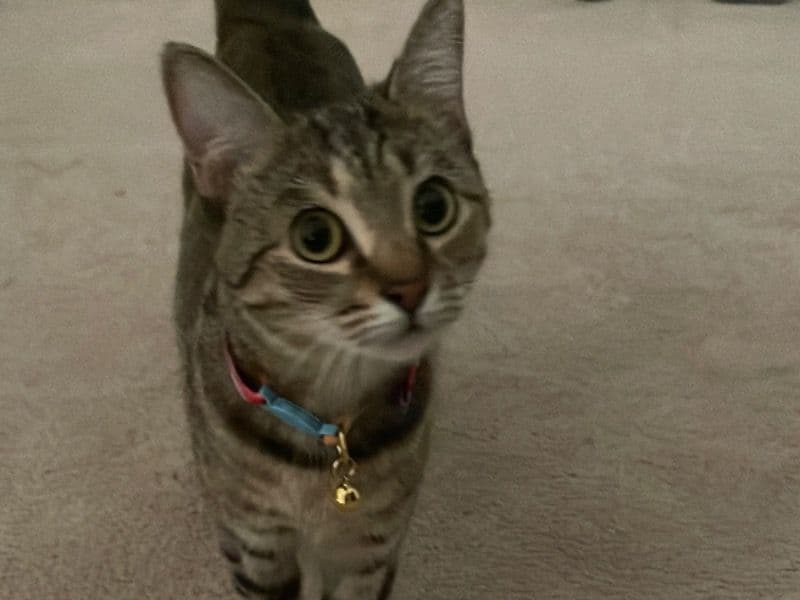 Bombay 1 year 1 month old female named Khloe for breeding in DeKalb County, Georgia | Petmeetly