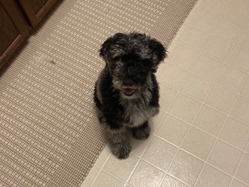 Goldendoodle 3 months old male medium named Winston for adoption in Ottawa County, Michigan | Petmeetly