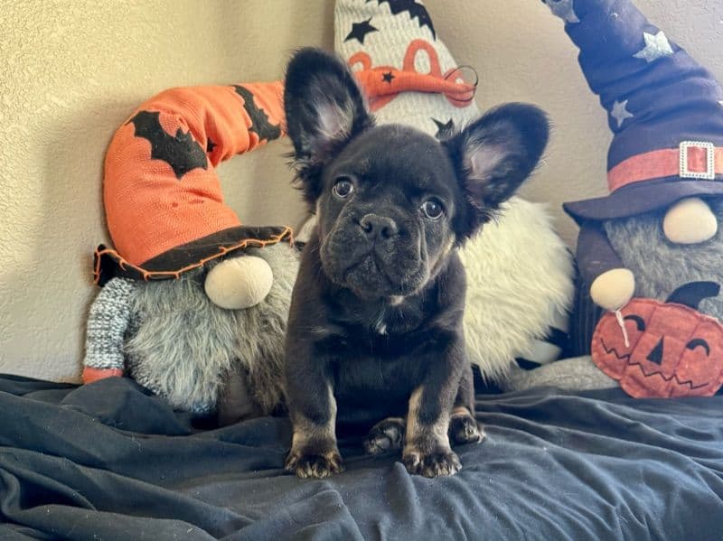 French Bulldog 3 months old male small named T'challa for sale in Los Angeles County, California | Petmeetly