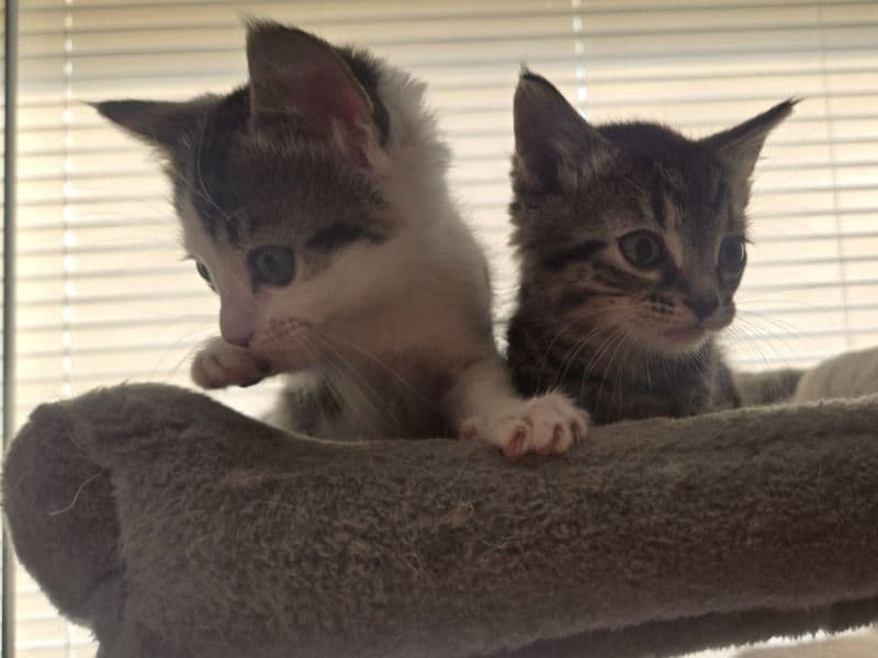 Tabby 2 months old female named Does Not Have Name for sale in Gem County, Idaho | Petmeetly