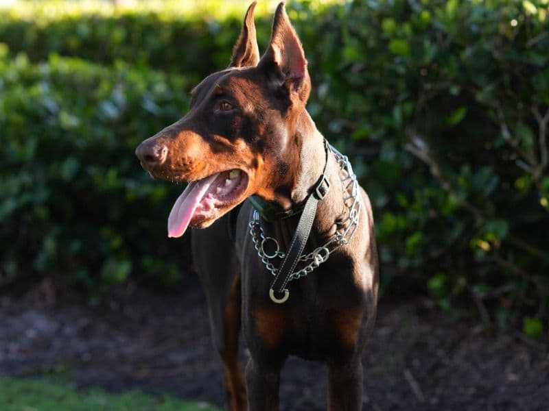 Doberman 2 years 3 months old male large named Rex for breeding in Miami-Dade County, Florida | Petmeetly