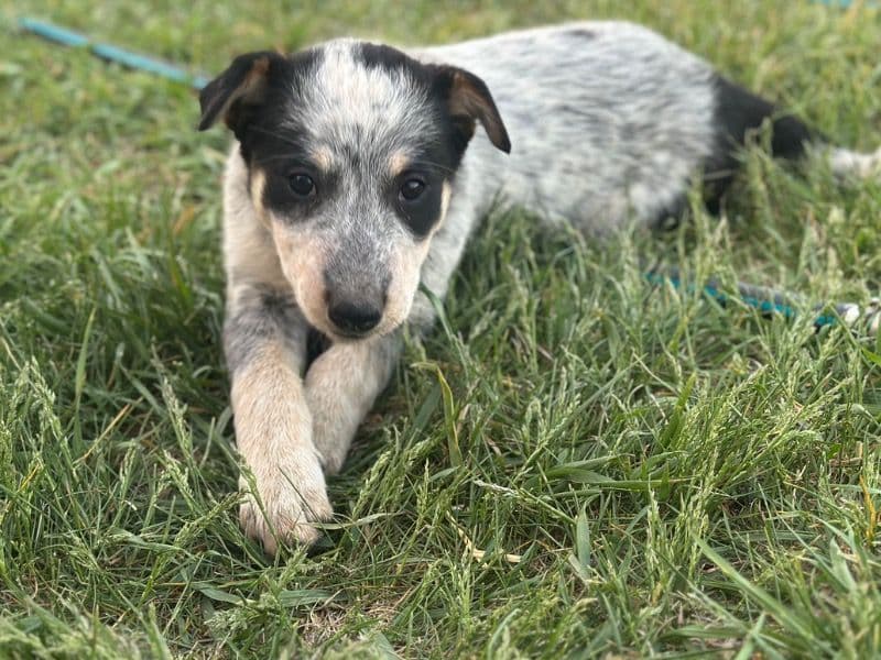 Border Collie 1 year 7 months old female medium named Margherita for sale in Rocky View County, Alberta | Petmeetly