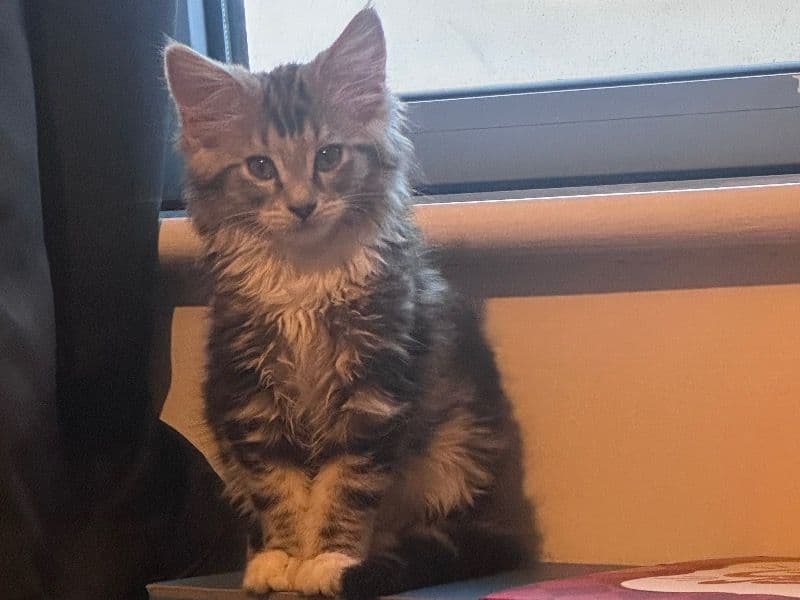 Maine Coon 9 months old female named Nami for breeding in Nottingham, England | Petmeetly