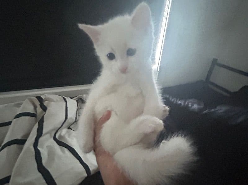 Turkish Angora 1 year old male named Leo for sale in Merri-Bek City, Victoria | Petmeetly