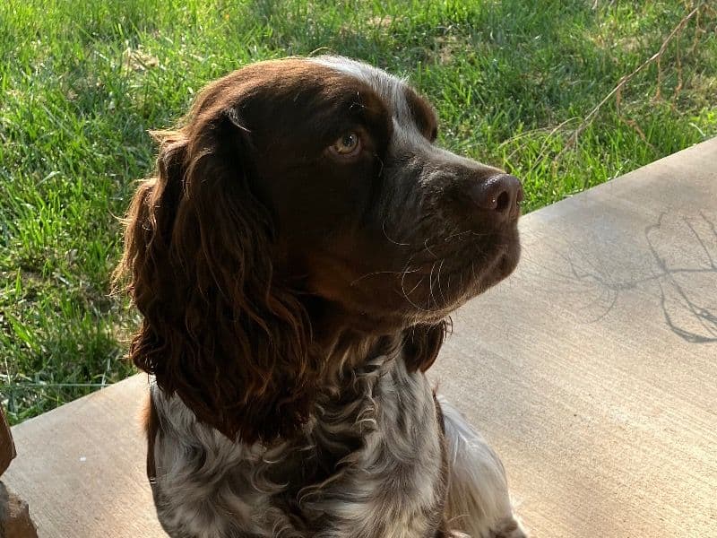 English Springer Spaniel 2 years 5 months old female medium named Fern for breeding in Loudoun County, Virginia | Petmeetly