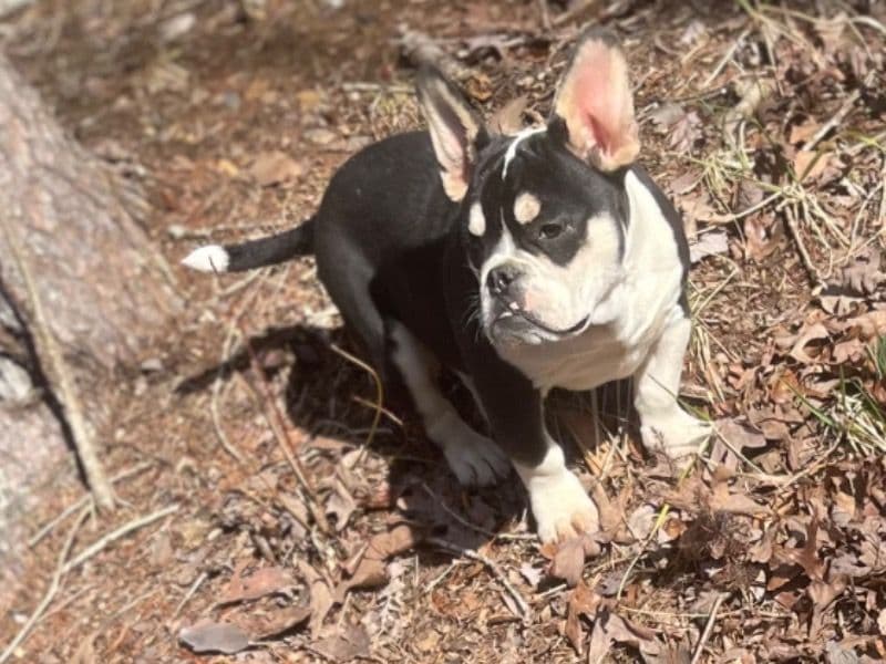 American Bully 1 year 2 months old male medium named Jiggy for sale in Wake County, North Carolina | Petmeetly