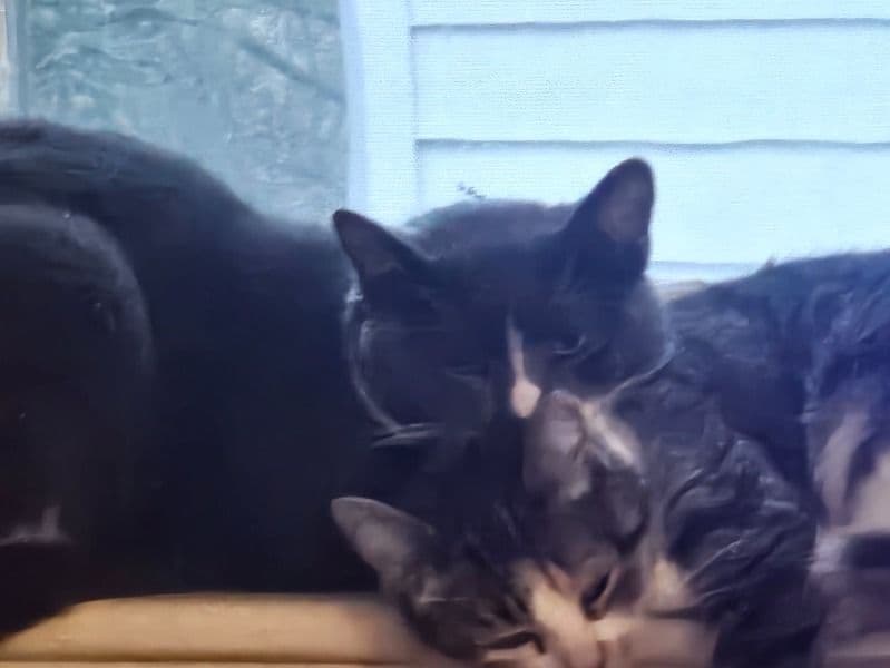 Russian Blue 1 year 10 months old male named Nala And Jasper for adoption in Cattaraugus County, New York | Petmeetly