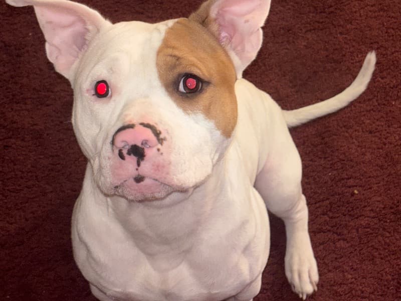 American PitBull Terrier 11 months old male medium named Zeus for sale in Calhoun County, Michigan | Petmeetly