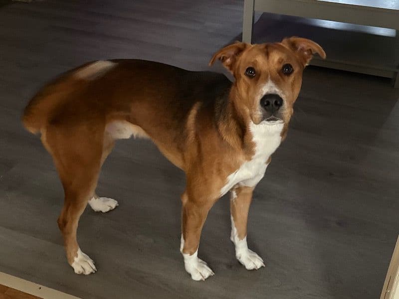 Taz primary photo