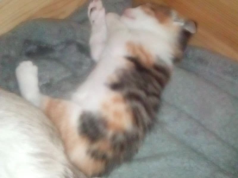 Siamese 1 month old female named Mindy for sale in Hennepin County, Minnesota | Petmeetly