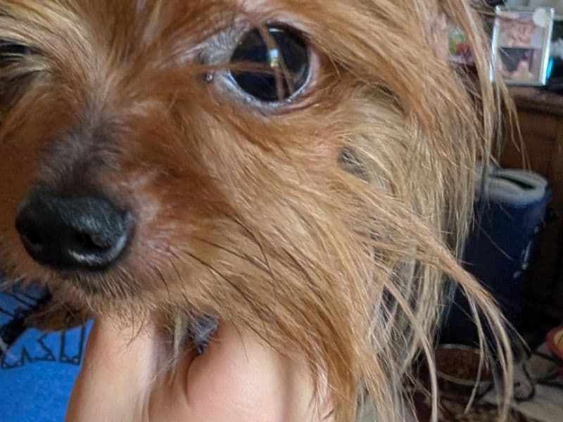 Kc - Yorkshire Terrier success story