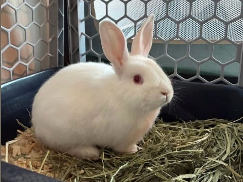 New Zealand 4 months old female named Princess for sale in Jackson County, Alabama | Petmeetly