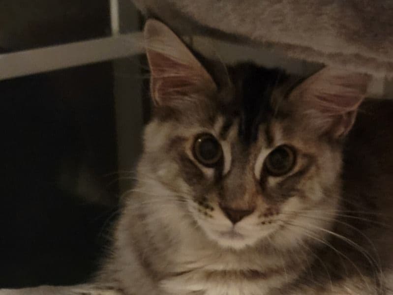 Maine Coon 4 months old female named Silver for sale in Paulding County, Georgia | Petmeetly