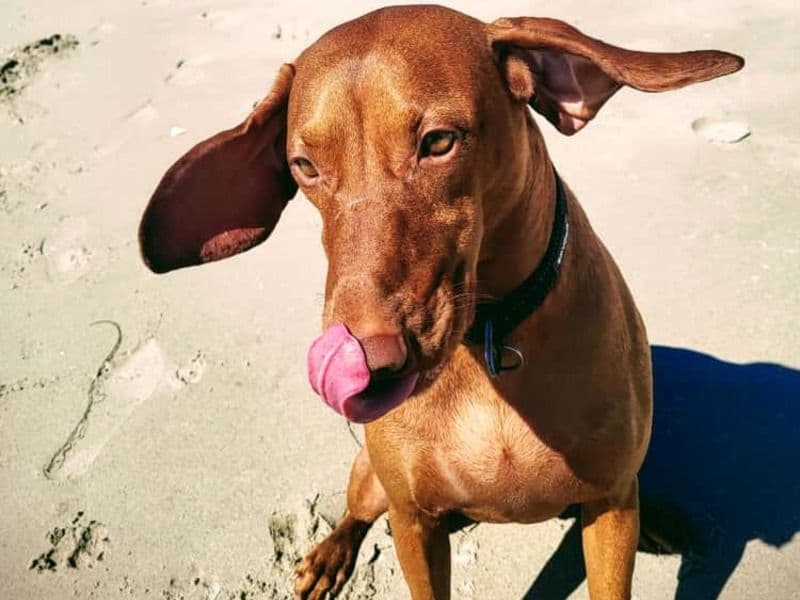 Vizsla 2 years 11 months old male medium named Milo for breeding | Petmeetly