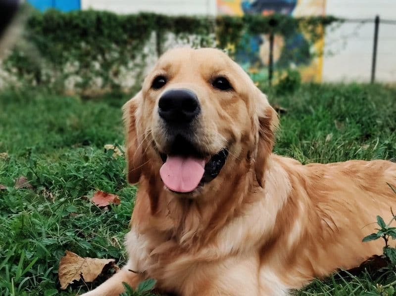 Golden Retriever 1 year 6 months old male large named Simba for breeding in Bangalore Division, Karnataka | Petmeetly