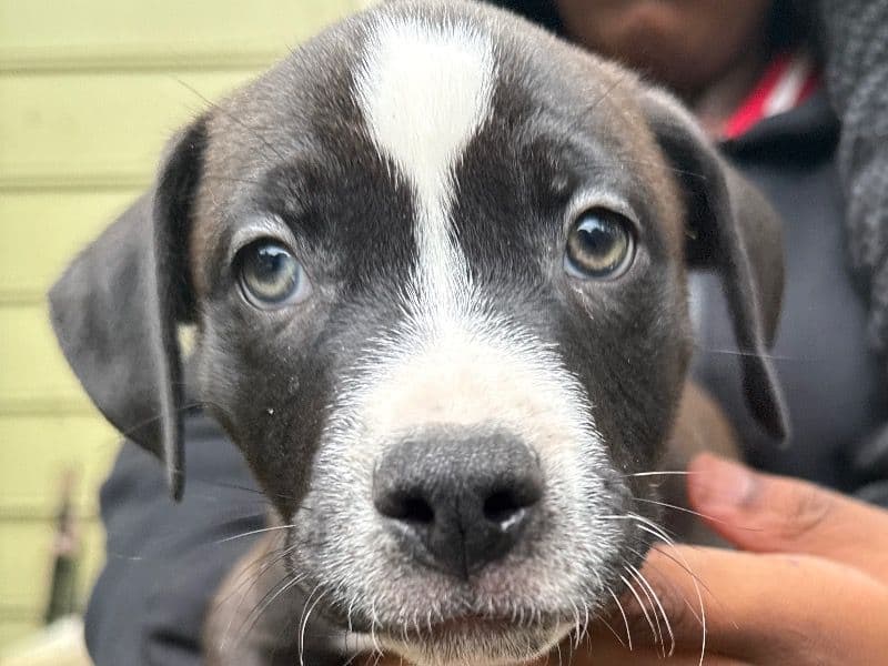 Australian Labrodoodle 3 months old male small named King for adoption in DeKalb County, Georgia | Petmeetly