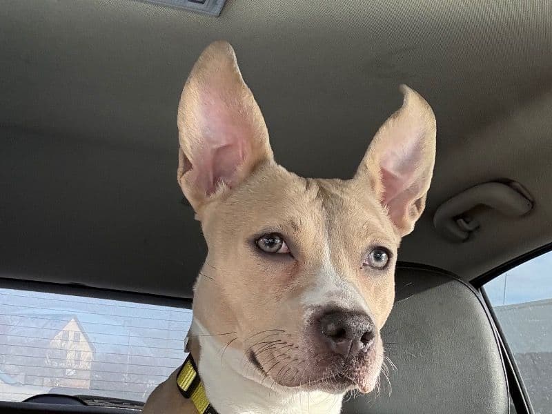 Rat Terrier 1 year old female medium named Daisy for sale in Milwaukee County, Wisconsin | Petmeetly