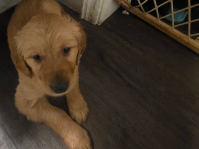 Golden Retriever 2 months old male small named Tiny for sale in Douglas County, Wisconsin | Petmeetly