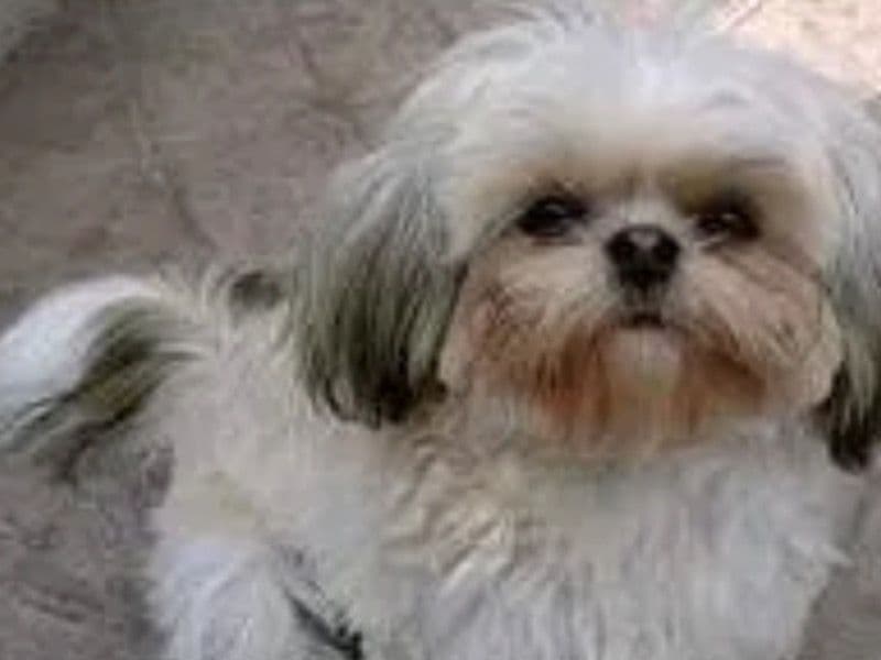Shih Tzu 1 year 4 months old male medium named Papa for sale in Lucas County, Ohio | Petmeetly
