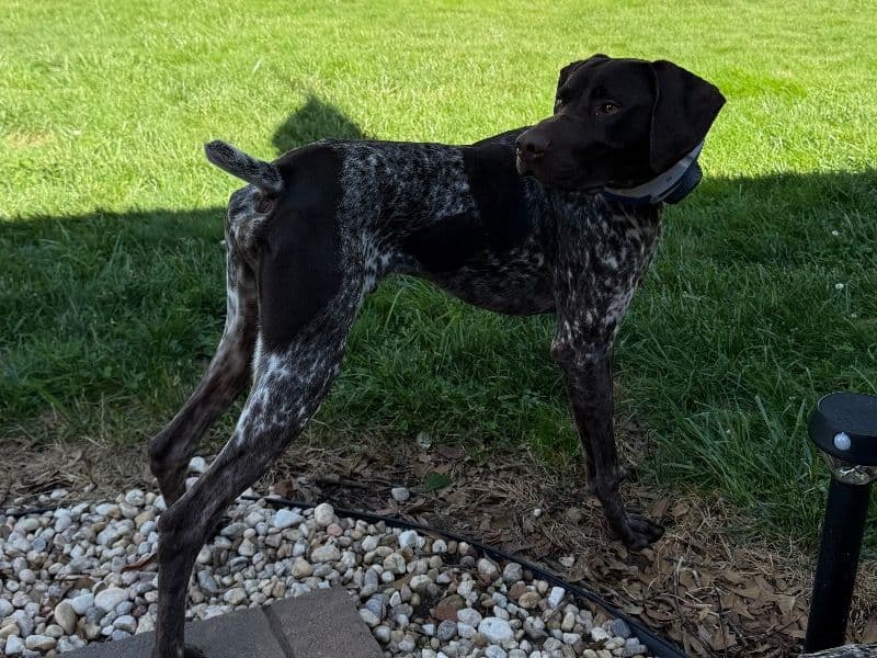 German Shorthaired Pointer 3 years old male large named Gunner for sale in Shelby, North Carolina | Petmeetly