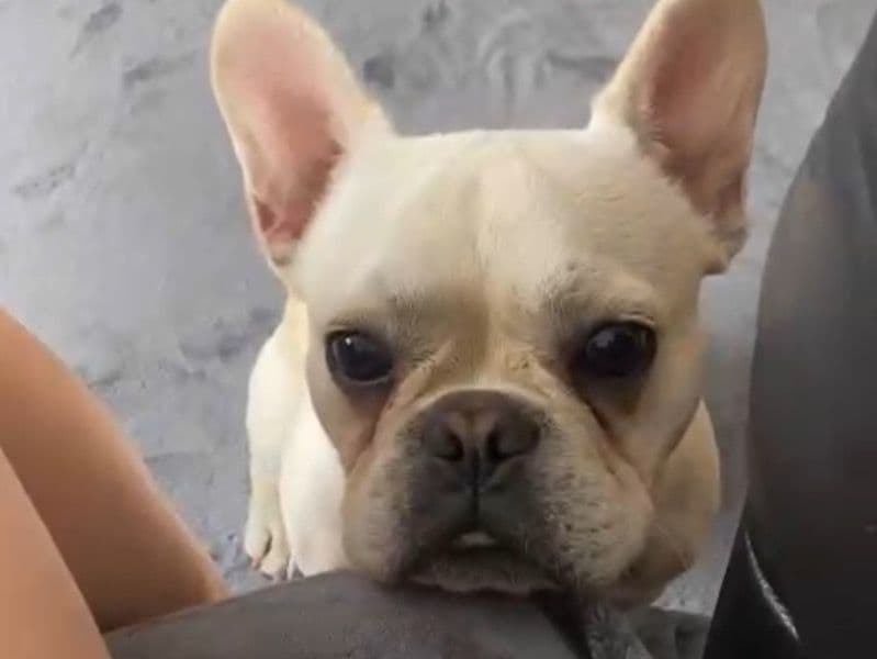 French Bulldog 11 months old male medium named Boe for sale in Thurrock, England | Petmeetly