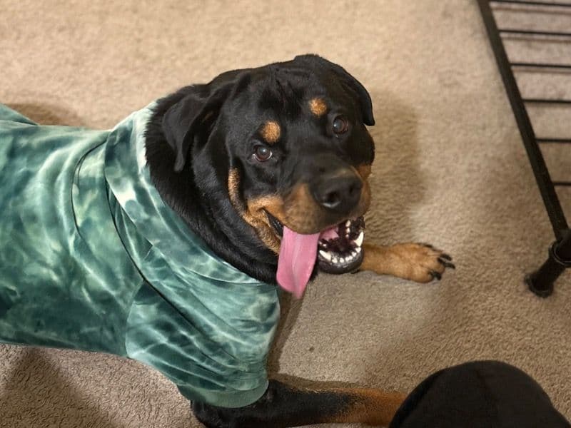 Rottweiler 5 years 6 months old male large named Bear for adoption in Virginia | Petmeetly
