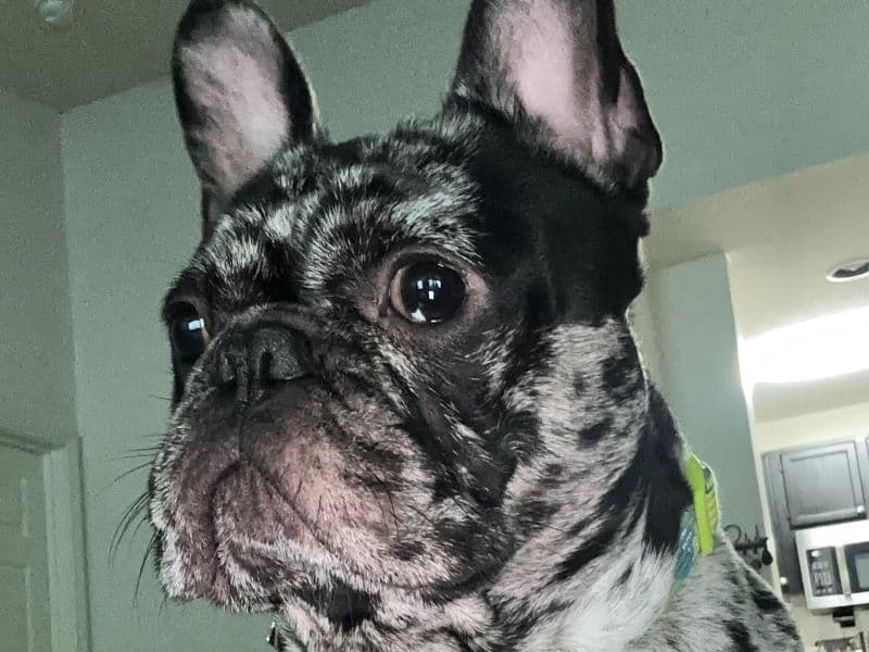 French Bulldog 1 year 4 months old male medium named Aston for breeding in Orange County, Florida | Petmeetly
