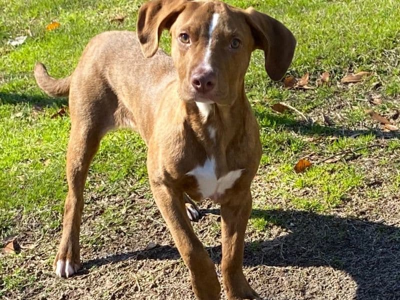 American PitBull Terrier 1 year 3 months old female medium named Sachi for adoption in Baldwin County, Georgia | Petmeetly