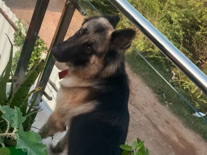 Black German Shepherd 2 years 8 months old male large named Maraa for breeding in Chennai, Tamil Nadu | Petmeetly