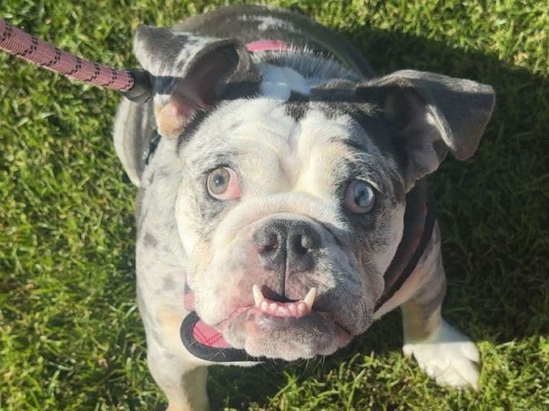 Old English Bulldog 1 year old female medium named Candy for sale in Fresno County, California | Petmeetly