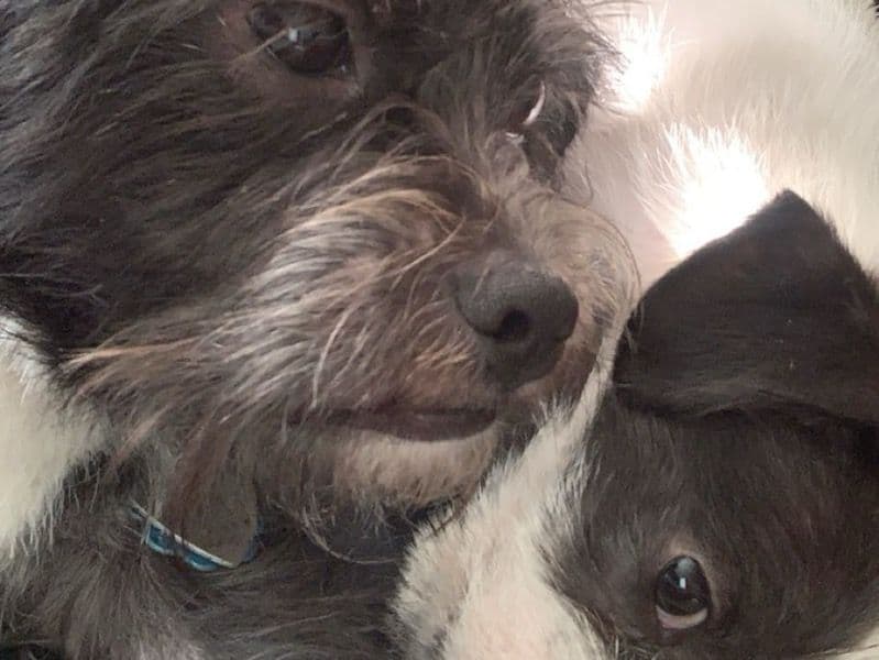 Chihuahua 5 years old male small named Otis And Theodore for adoption in Mecklenburg County, North Carolina | Petmeetly