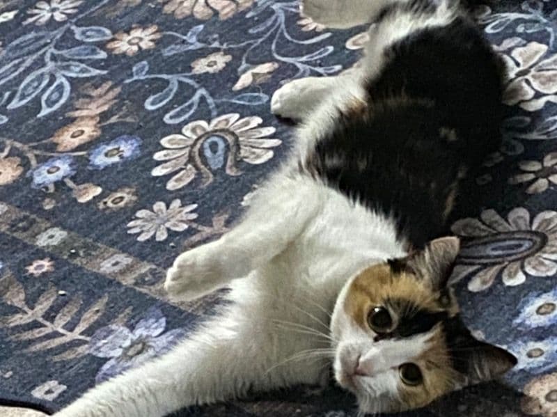 American Shorthair 7 years old female named Anna for adoption in Davidson County, Tennessee | Petmeetly