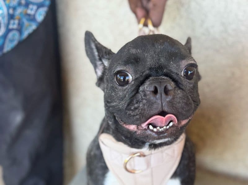 French Bulldog 1 year 1 month old female small named Kimbella for adoption in Los Angeles County, California | Petmeetly