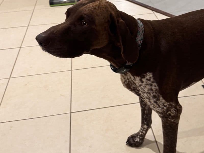 German Shorthaired Pointer 7 years old male large named Goose for breeding in Harris County, Texas | Petmeetly