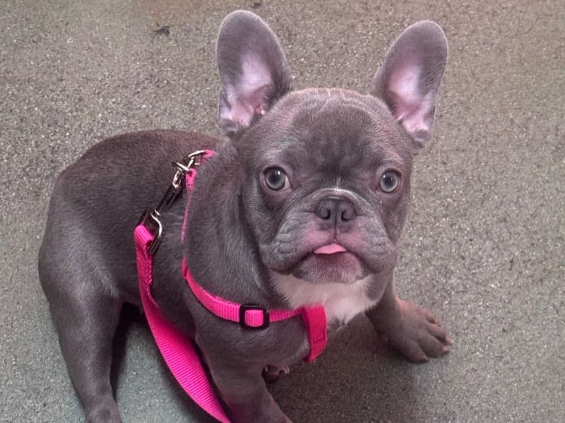 French Bulldog 1 year 4 months old female medium named Bonnie for breeding in Los Angeles County, California | Petmeetly
