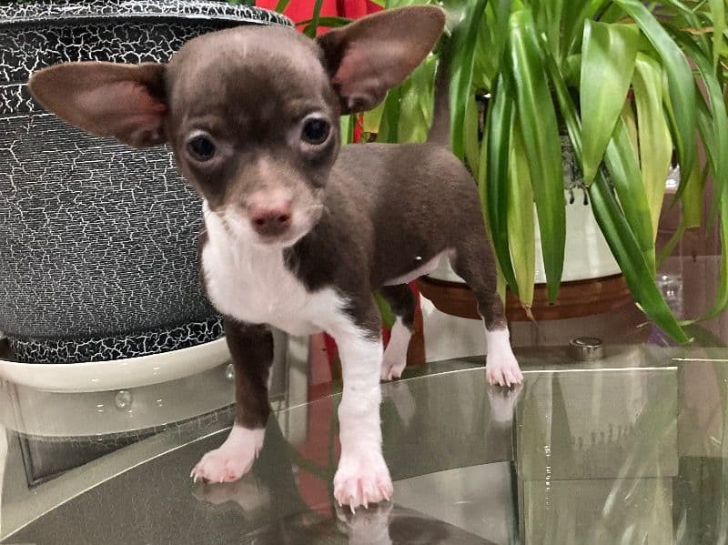 Chihuahua 2 months old female small named Little Coco for sale in Monroe County, New York | Petmeetly